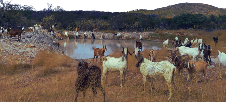 Caprinos e ovinos no Sertão Pernambucano